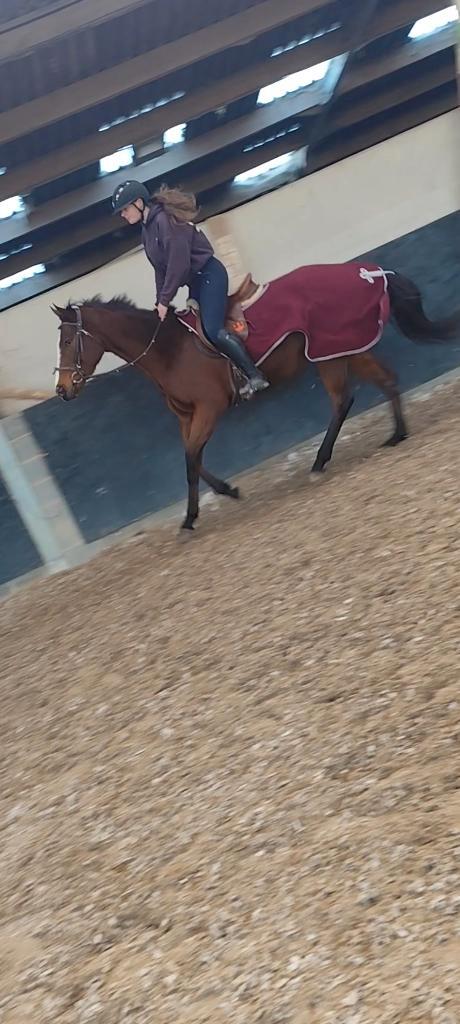Chevaux à vendre, Dieren en Toebehoren, Paarden, Merrie