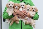 Maltipoo pups prachtige keuze, België, Overige rassen, 8 tot 15 weken, CDV (hondenziekte)