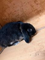 Leeuwkopje voedster, Dieren en Toebehoren, Konijnen