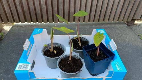Potje pink China / olifantenoor, Tuin en Terras, Planten | Tuinplanten, Vaste plant, Halfschaduw, Ophalen