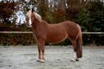 Lieve sportpony, Dieren en Toebehoren, Pony's, Merrie, Gechipt, Zadelmak, C pony (1.27m tot 1.37m)