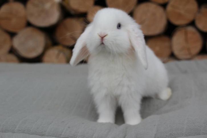 Minilop BO rammelaar, Dieren en Toebehoren, Konijnen, Dwerg, Mannelijk, 0 tot 2 jaar, Hangoor