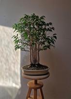 𝗣𝗿𝗮𝗰𝗵𝘁𝗶𝗴𝗲 𝗙𝗶𝗰𝘂𝘀 Benjamina Bonsai, koopje!, Halfschaduw, Ophalen of Verzenden, Lente, Minder dan 100 cm