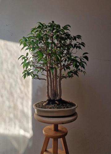 𝗣𝗿𝗮𝗰𝗵𝘁𝗶𝗴𝗲 𝗙𝗶𝗰𝘂𝘀 Benjamina Bonsai, koopje!, Enlèvement ou Envoi, En pot, Arbre à bulbes, Moins de 100 cm