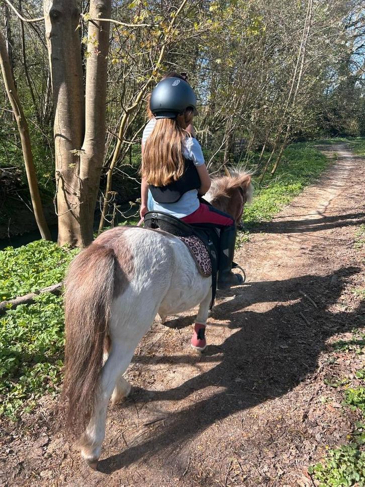 GEZOCHT: ruitertje voor bomproof pony, Dieren en Toebehoren, Pony's, Merrie, Zadelmak, A pony (tot 1.17m), Recreatiepony, 3 tot 6 jaar