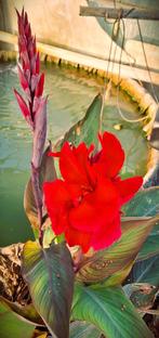 Canna met rood groen blad, Wortelstok, Voorjaar, Ophalen, Volle zon