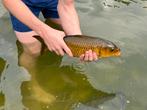 Karper, Dieren en Toebehoren, Karper of Koi
