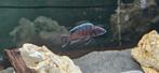 Cynothylapia ndonga deep malawi cichliden, Vis, Zoetwatervis