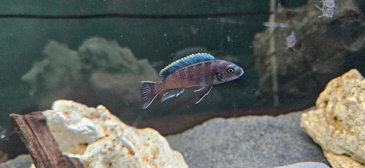 Cynothylapia ndonga deep malawi cichliden, Dieren en Toebehoren, Vissen | Aquariumvissen, Zoetwatervis, Vis