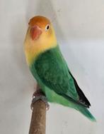 Turqouise Opaline Fischeri Man, Dieren en Toebehoren, Mannelijk, Dwergpapegaai of Agapornis, Geringd