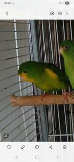 citroenparkiet, Dieren en Toebehoren, Mannelijk, Parkiet