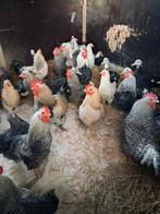 Kippen hanen barberies ., Meerdere dieren, Kip