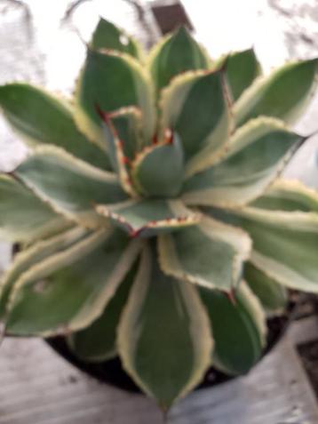mooie agave beschikbaar voor biedingen