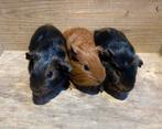 Cavia’s, Dieren en Toebehoren, Knaagdieren, Juli, Meerdere dieren, Cavia