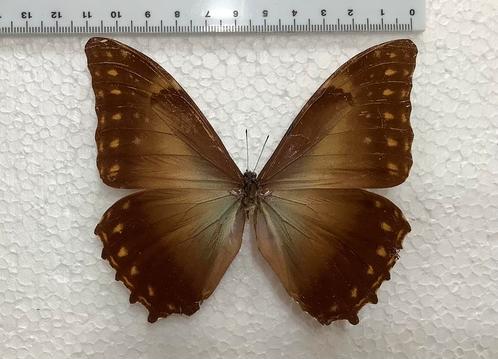 Zeldzame MORPHO amphytrion aan HALVE PRIJS, Dieren en Toebehoren, Insecten en Spinnen