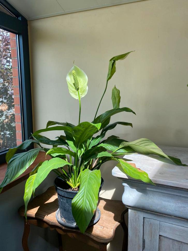 Fleur de lune, Maison & Meubles, Plantes d'intérieur, Enlèvement