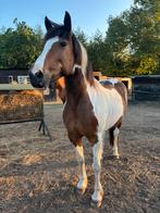 Lieve bonte merrie te koop, Dieren en Toebehoren, Paarden, Minder dan 160 cm, Zadelmak, 11 jaar of ouder, Recreatiepaard