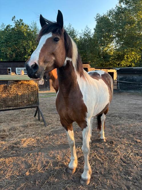 Lieve bonte merrie te koop, Dieren en Toebehoren, Paarden, Merrie, Zadelmak, Minder dan 160 cm, 11 jaar of ouder, Recreatiepaard