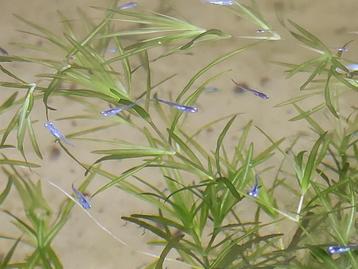 Jonge medaka ricefish 1€ stuk beschikbaar voor biedingen