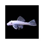 Verkoopt iemand deze ancistrus snow white?, Vis, Zoetwatervis