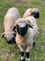 Walliser zwartneusschaap, Dieren en Toebehoren, Schapen, Geiten en Varkens, Meerdere dieren, Schaap, 0 tot 2 jaar