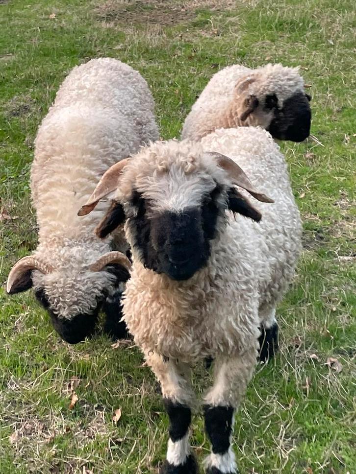 Walliser zwartneusschaap, Dieren en Toebehoren, Schapen, Geiten en Varkens, Schaap, Meerdere dieren, 0 tot 2 jaar