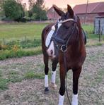 zwarte dressuurparel, Dieren en Toebehoren, Paarden, Merrie, B, Gechipt, Dressuurpaard