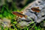 Rasbora Galaxy/Danio Margaritatus aquarium vissen 2 cm, Vis