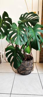 Monstera Deliciosa, gaten-, kamerplant 90 cm hoog incl.pot., Ophalen