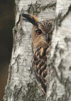 OEHOE, Collections, Cartes postales | Animaux, Envoi, Non affranchie, Oiseaux