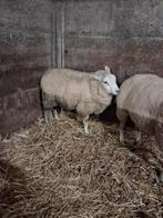 Schapenram te koop, Animaux & Accessoires