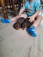 Langharige dwergteckel pups, Dieren en Toebehoren, Parvo, België, 8 tot 15 weken, Dwerg