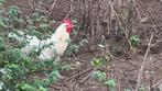Poule de Bressen kippen, Dieren en Toebehoren, Overige Dieren, Juli, Mannelijk