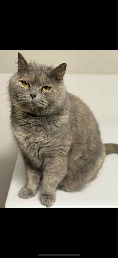 Te Koop Britse Korthaar Kattin, Dieren en Toebehoren, Katten en Kittens | Raskatten | Korthaar, Poes, 3 tot 5 jaar, Gechipt, Ontwormd