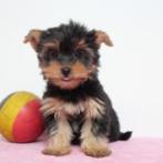 Yorkshire Terriër - puppy's te koop (Belgisch), Dieren en Toebehoren, CDV (hondenziekte), Meerdere, 8 tot 15 weken, Meerdere dieren