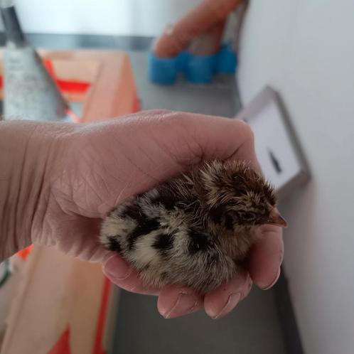 Kuikens van  leg raskippen, Dieren en Toebehoren, Knaagdieren, Geslacht onbekend