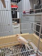 Mal mosaïque a vendre