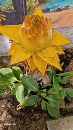 lotusbanaan musella Lasiocarpa, Ophalen, Winter