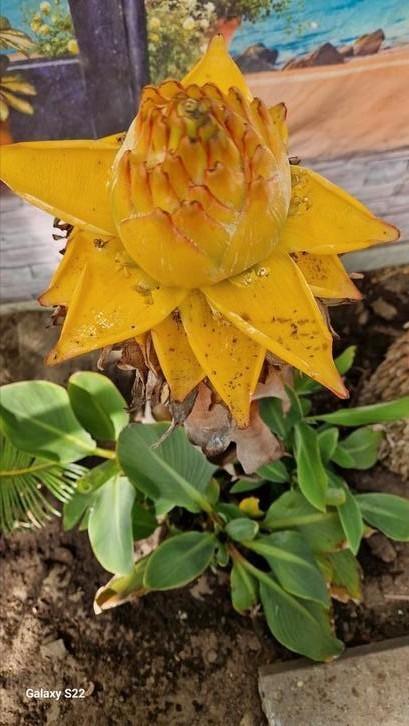 lotusbanaan musella Lasiocarpa, Tuin en Terras, Planten | Tuinplanten, Winter, Ophalen