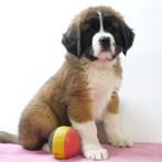 Sint-Bernard pups te koop (belgisch), Dieren en Toebehoren, Honden | Bulldogs, Pinschers en Molossers, CDV (hondenziekte), Meerdere