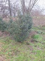 Prunus lusitanica angustifolia, Enlèvement