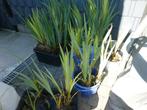 Vijverplant of tuinplant ( Gele lis ), Tuin en Terras, Ophalen