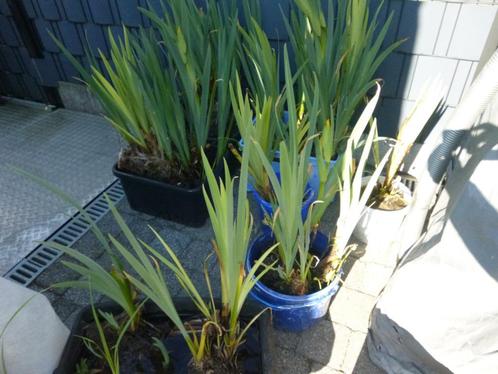 Vijverplant of tuinplant ( Gele lis ), Tuin en Terras, Planten | Tuinplanten, Ophalen