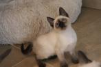 Prachtige traditionele (Thai) siamese kittens met stamboom, Dieren en Toebehoren, Katten en Kittens | Raskatten | Korthaar, Meerdere dieren