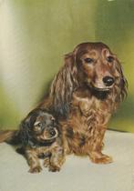 TECKEL  met  PUPPY, Verzenden, 1980 tot heden, Gelopen, Hond of Kat