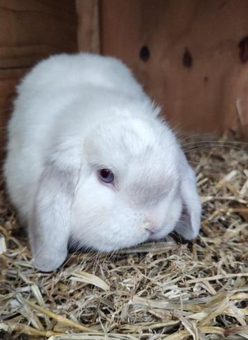 Tamme, super lieve ram, 1jr beschikbaar voor biedingen