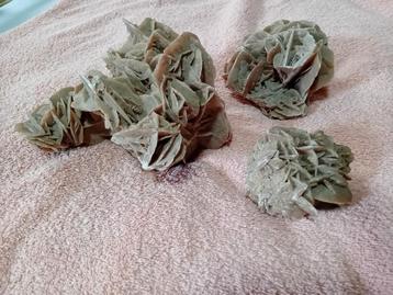 Rose des Sands  beschikbaar voor biedingen