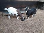 2 prachtige jonge melkgeiten mieke's, Dieren en Toebehoren, Vrouwelijk, Geit