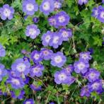 Tuingeranium 'Rozanne', Tuin en Terras, Planten | Tuinplanten, Ophalen, Vaste plant, Bodembedekkers