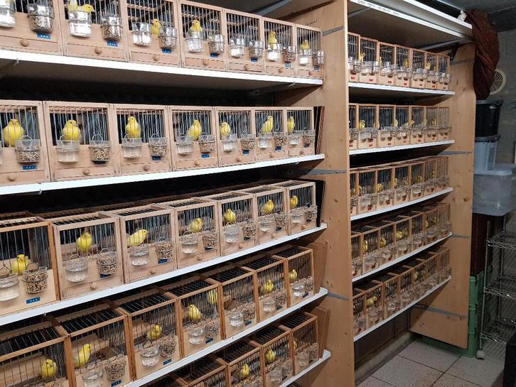 waterslagers zangkanaries, Dieren en Toebehoren, Vogels | Kanaries, Zangkanarie, Meerdere dieren